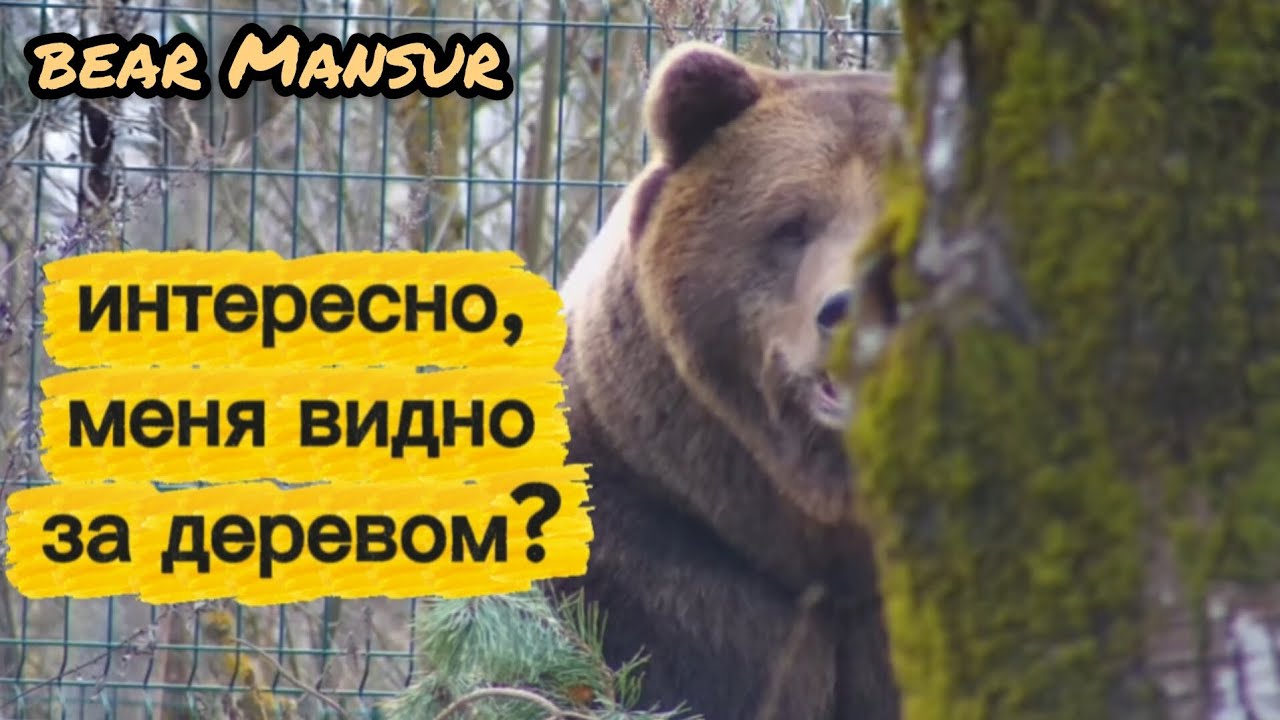 Мансур спрятался 😁🐻🍂Mansur hid _28/10/25