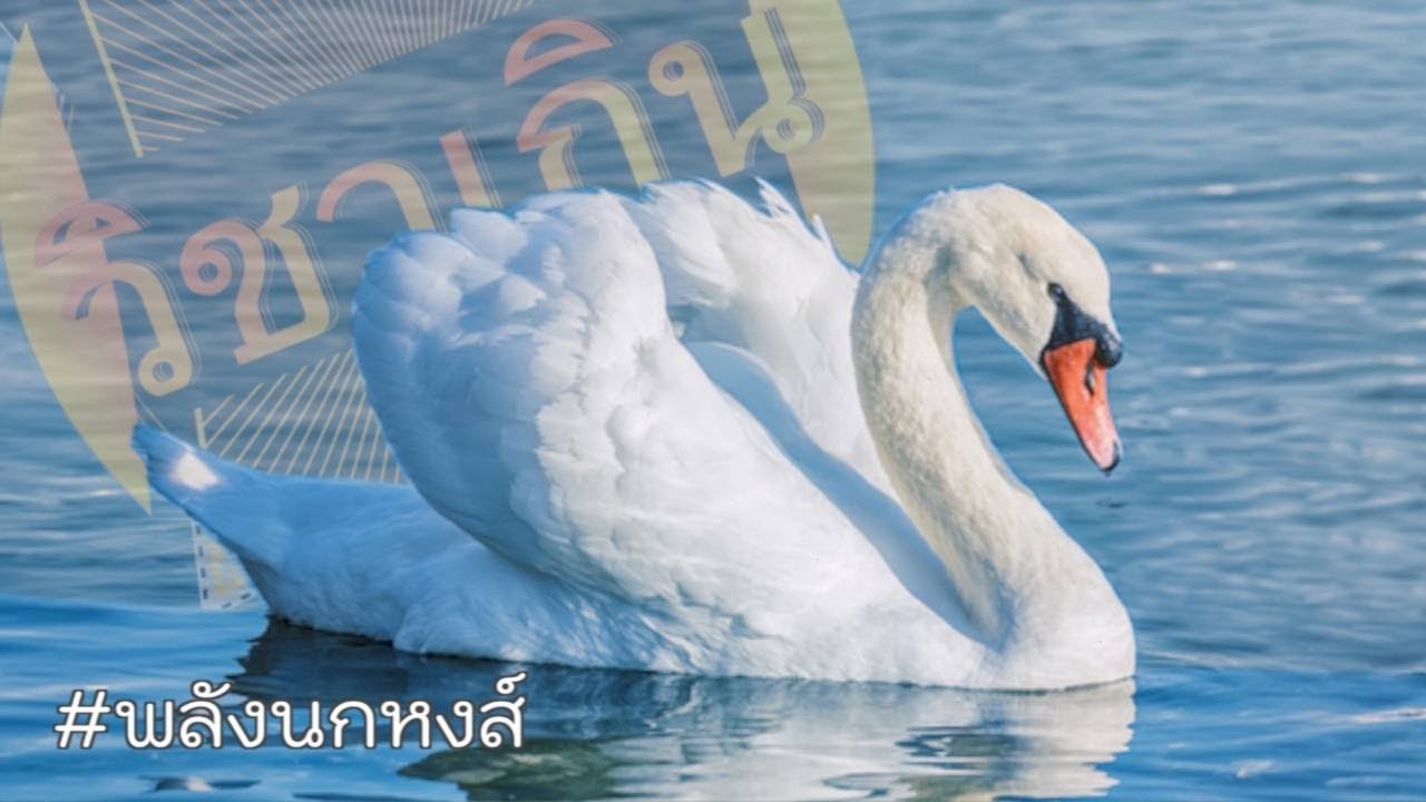 สารคดี วิชาเกินสัตว์โลก [season5] ep.11 หงส์แดงแรงฤทธิ์ #วิชาเกิน
