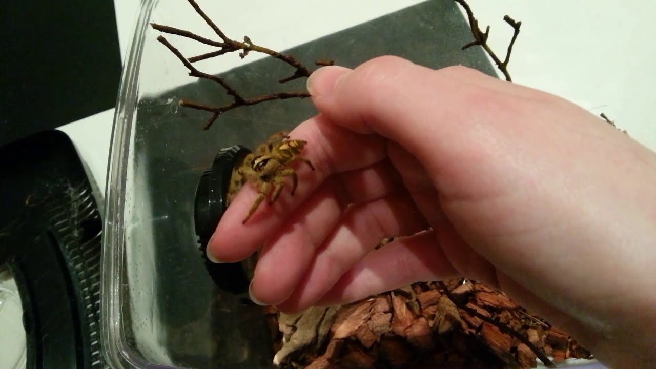 Intelligent & Friendly Jumping Spider