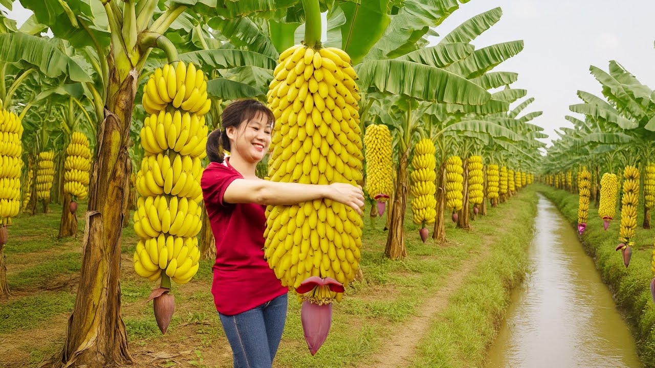 Full 30 Days Harvesting: Longest Banana, Lychee, Mango Plum, Rambutan ...  To Sell | Farm Life