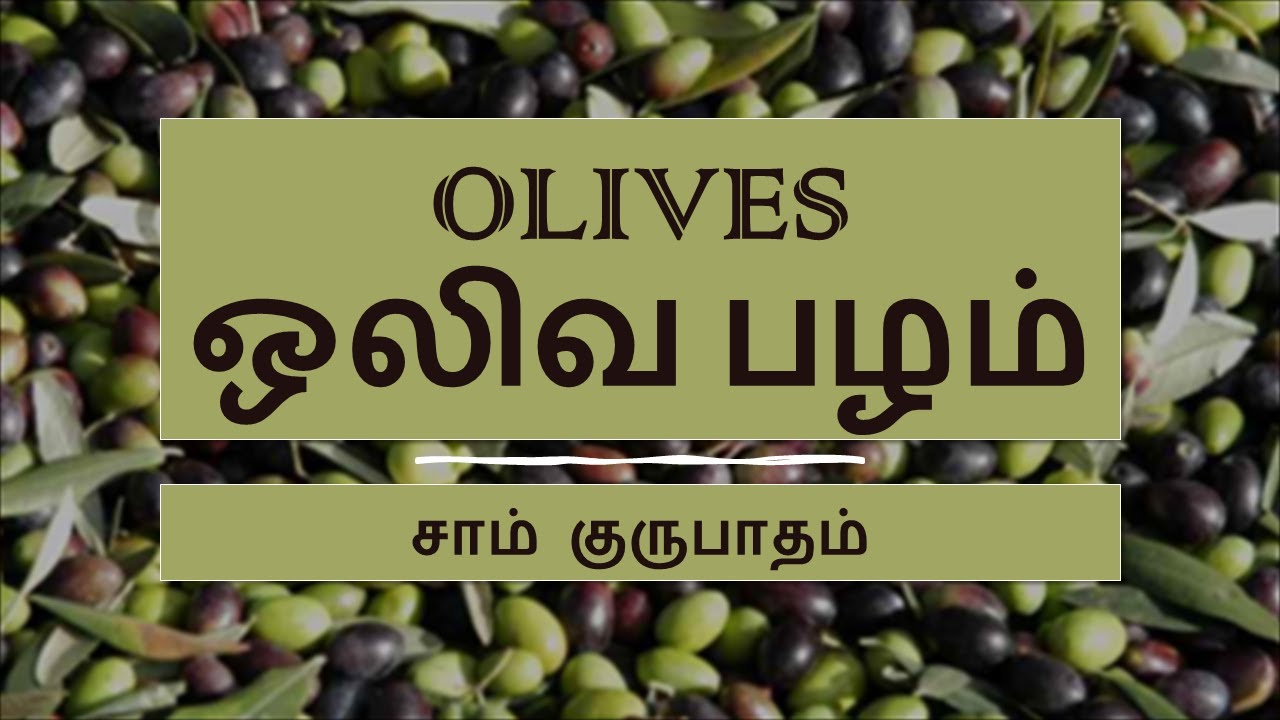 Olives || ஒலிவ மரம் || ஒலிவ பழம் || ஒலிவ எண்ணெய் || Olive leaves