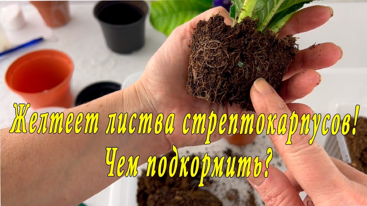 Желтеет листва стрептокарпусов! Чем подкормить?