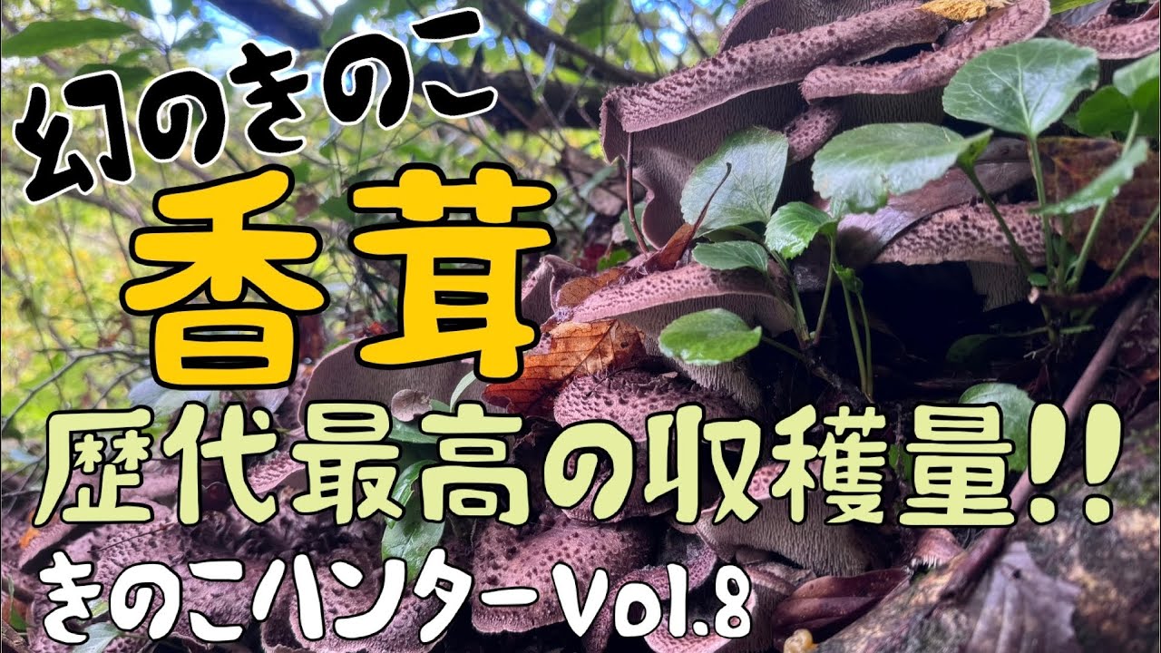 きのこハンターVol.8〜香茸歴代最高の収穫量〜