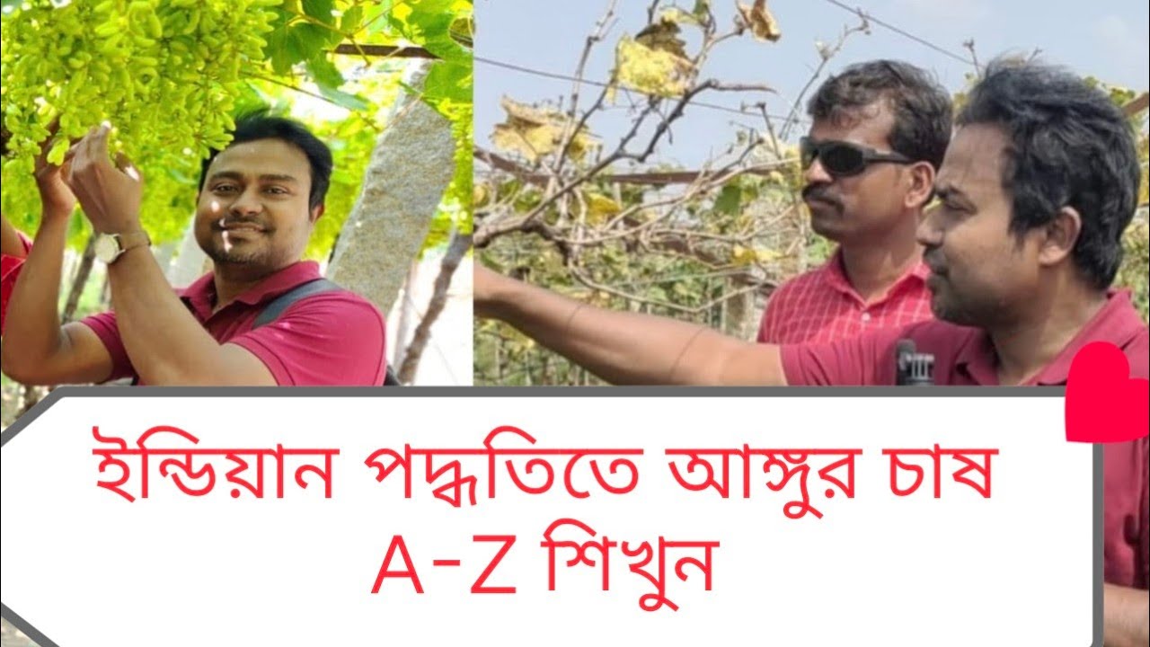 কিভাবে আঙ্গুরের বাণিজ্যিক বাগান করবেন শিখে নিন (how to  make commercial grapes garden?  learn it.)