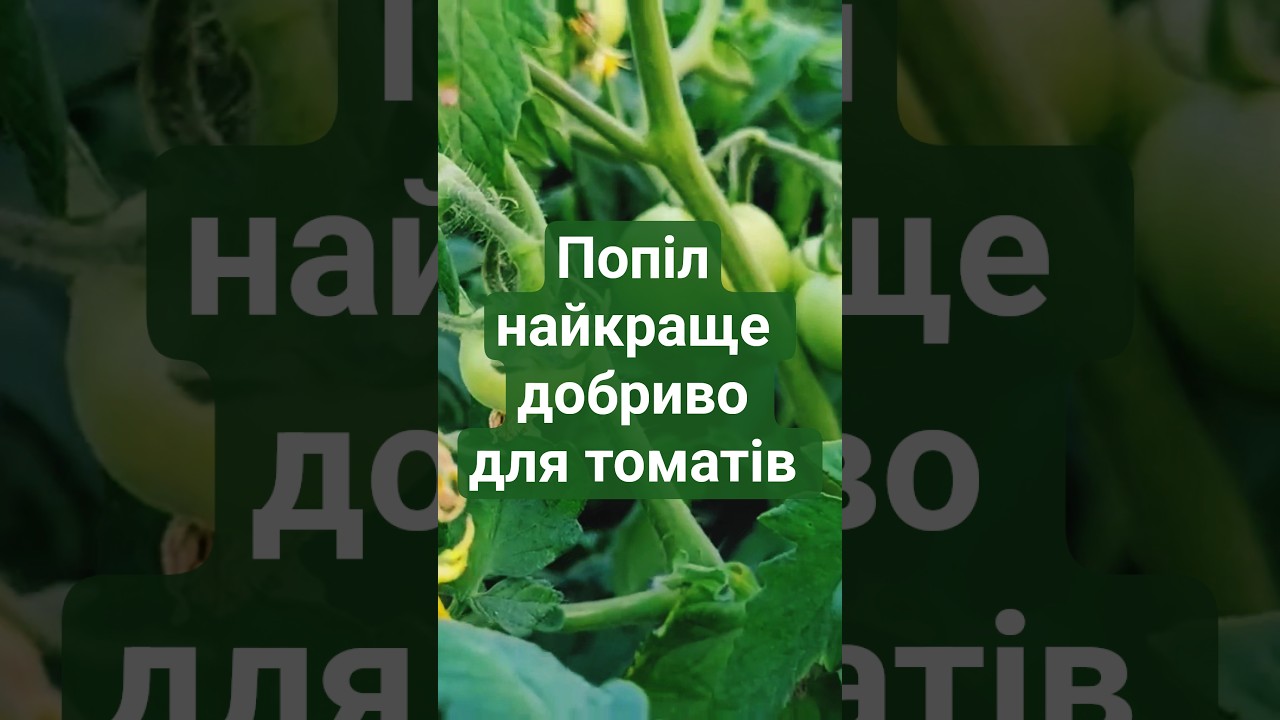 Попіл - чудове добриво для томатів 
