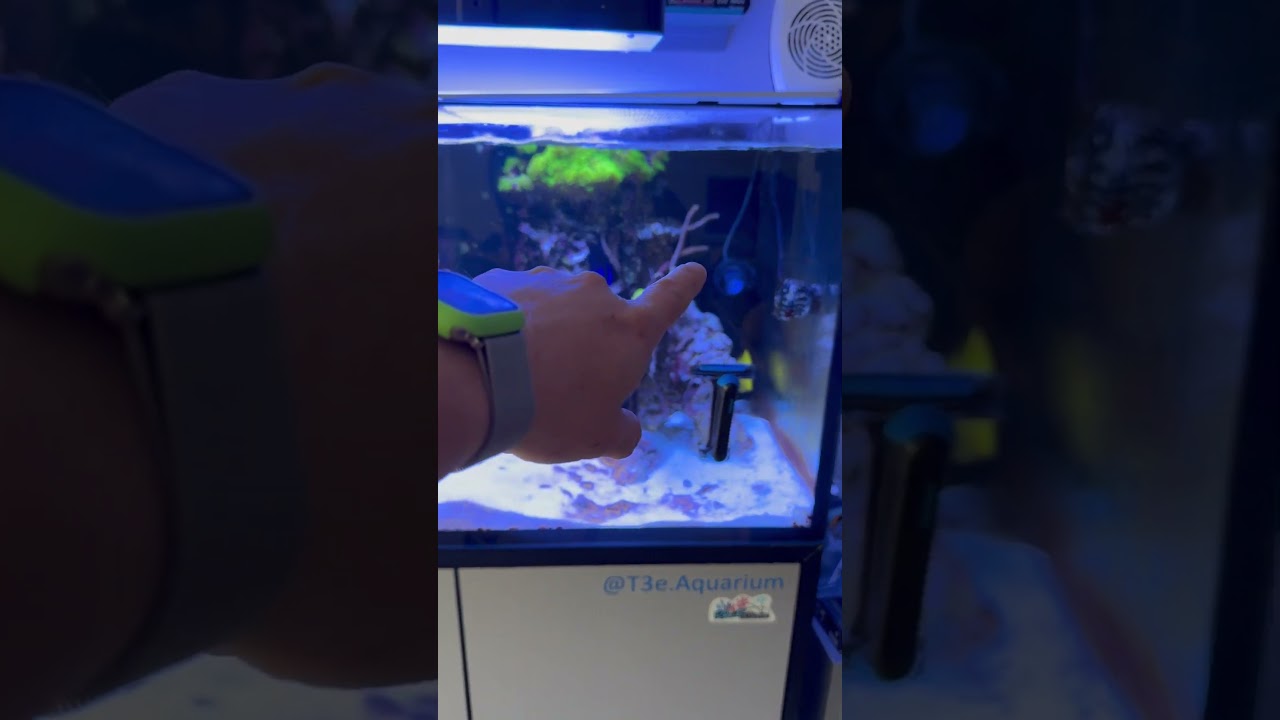 Vlog cyano eau propre et comment je g&egrave;re  #fishtanklife#fish #aquarium