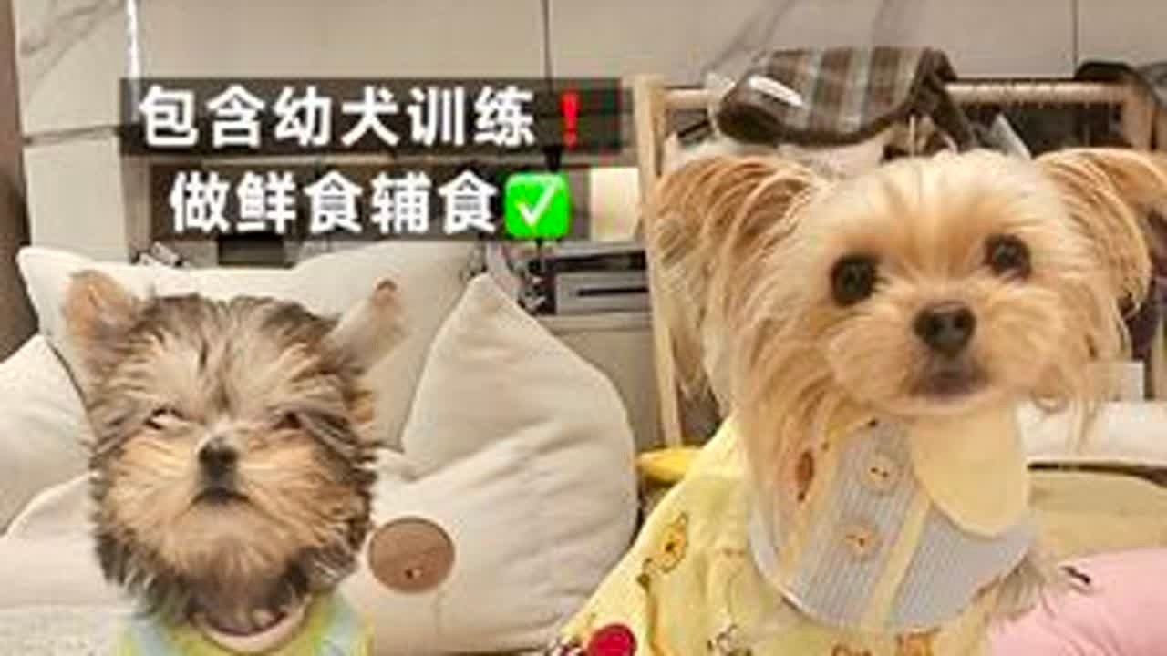 Vlog｜养狗人真实的一天全记录❗️养幼犬和成犬的一天都做什么～今天给一月做鲜食 念念到家半个月啦给他擦一下身子 幼犬到家最好半个月之后在洗澡或者擦一擦～#养狗经验分享 #vlog十亿流量扶持计...