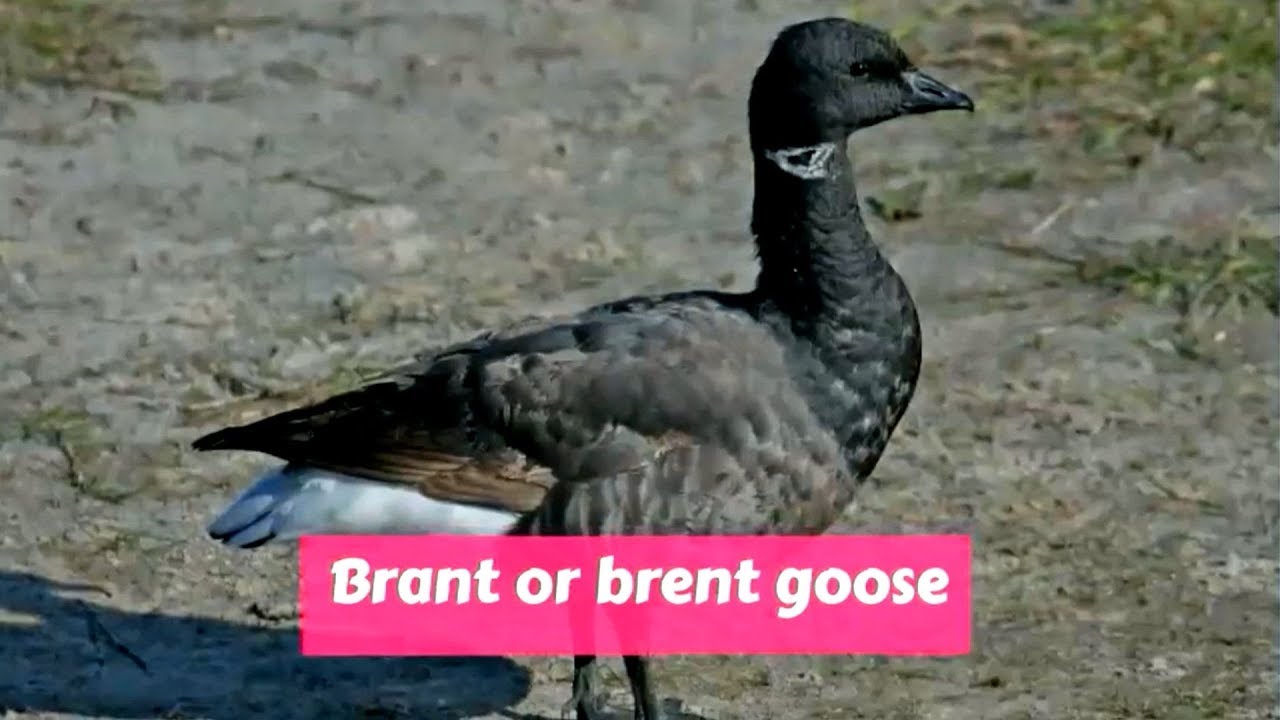 Brent Goose (Branta bernicla)