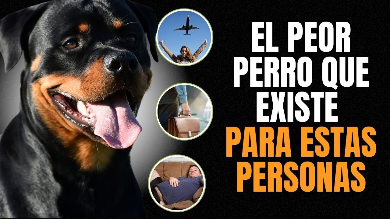ROTTWEILER ¿LA PEOR RAZA QUE EXISTE?
