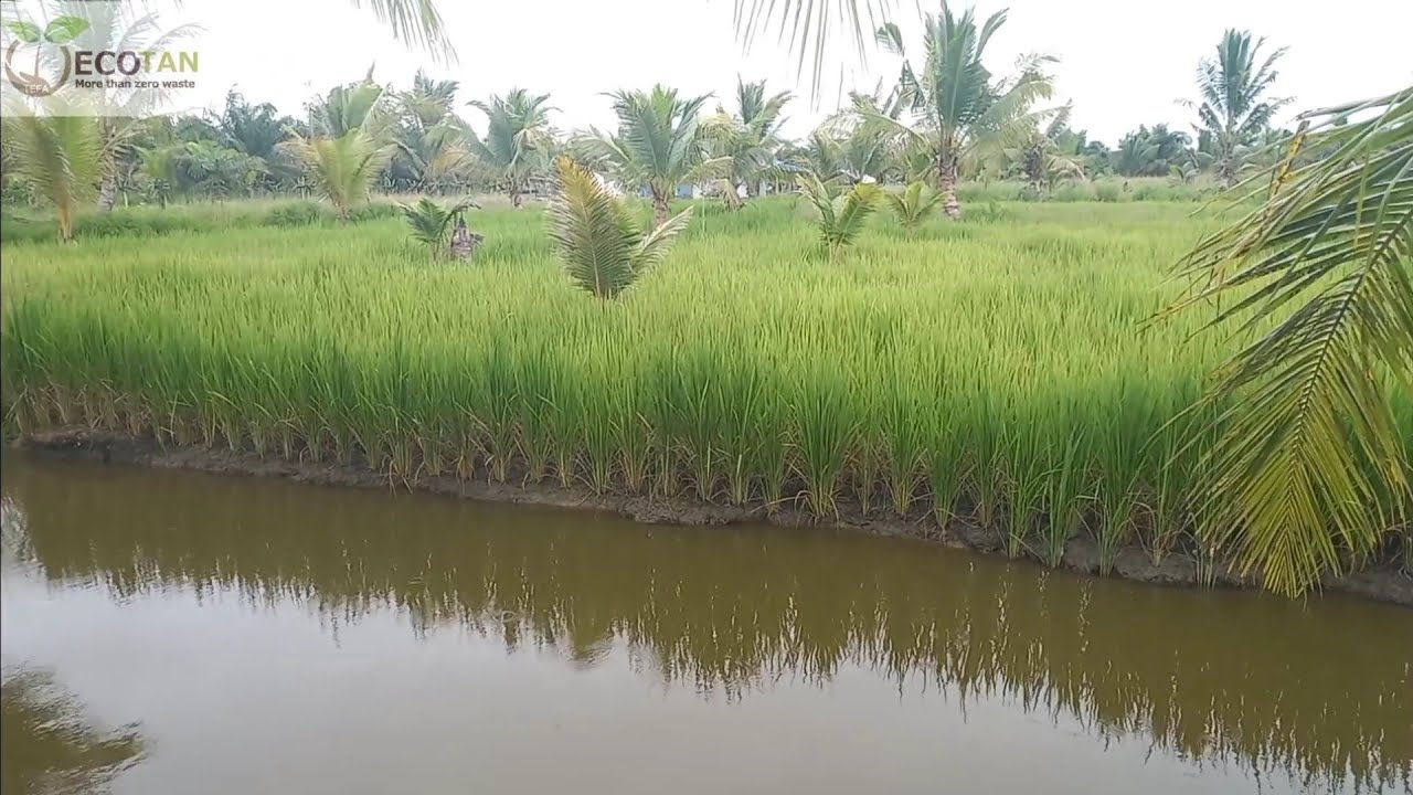 UNTUNG berlipat dari MINA PADI diantara kebun kelapa
