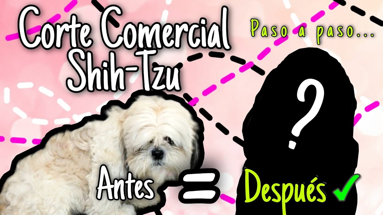 ✂️🐶 Corte Comercial de shihtzu más un toque de color!!!💕 💕 Peluquería creativa. Boa de pelo lila