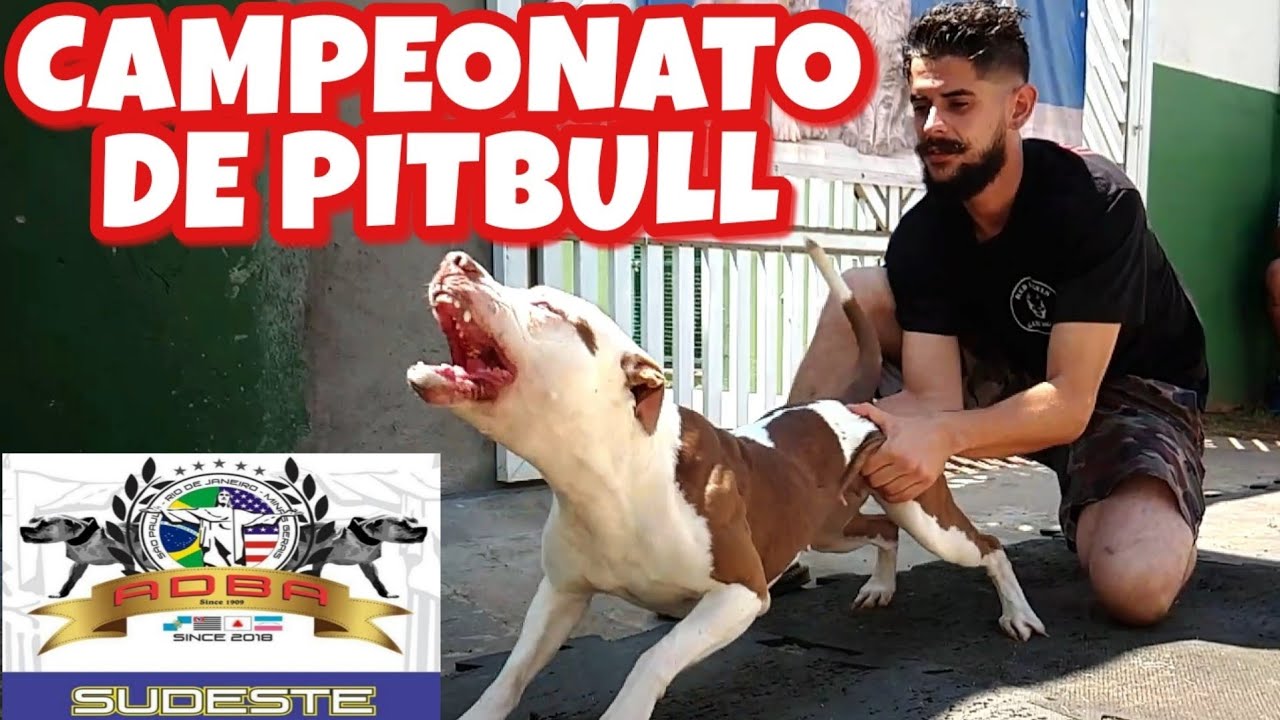 9 Fun Top Dog Show ADBA Campeonato de Pitbull Show Completo Canal Pitgameness.CT Athila Gameness.