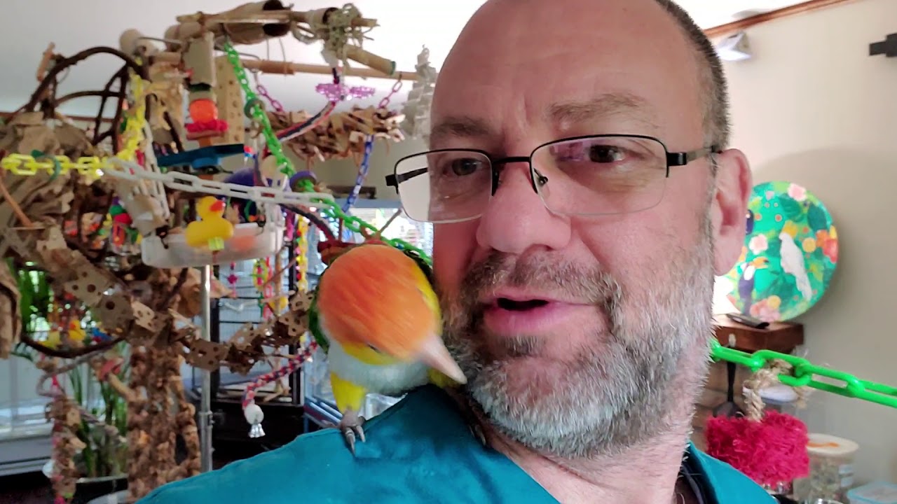 A bit of our Sunday, here in the caiques bird room ❤