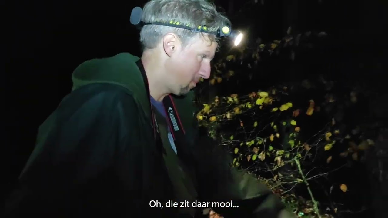 Onderzoek naar vuursalamanders - op stap met Jeroen Speybroeck (INBO)