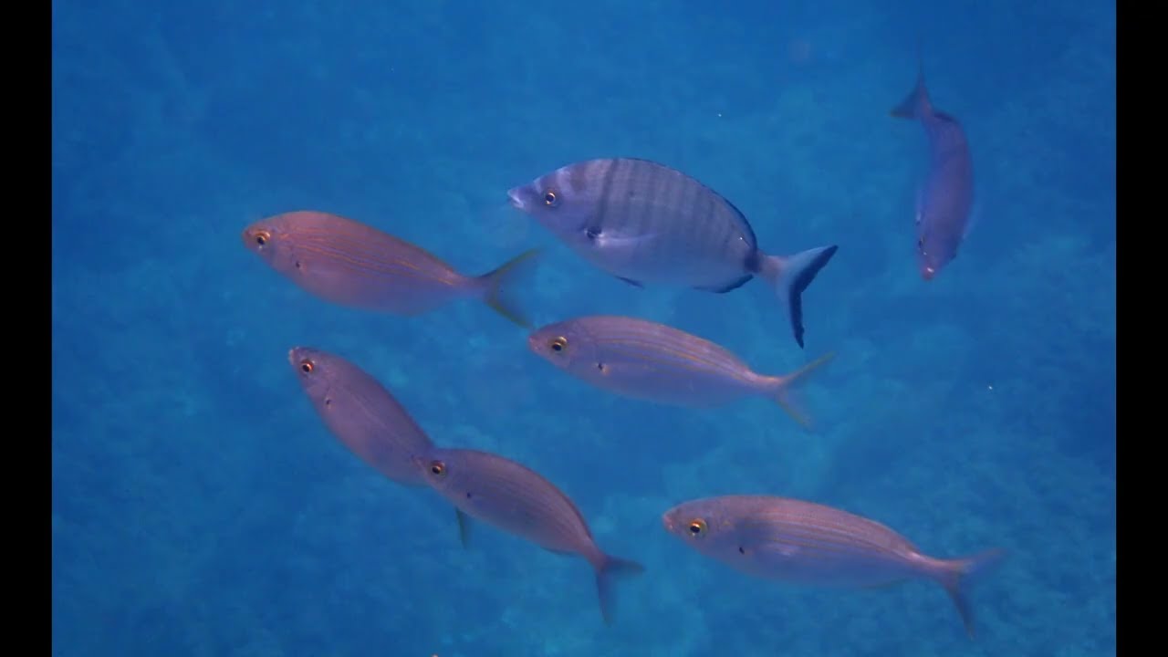 Cala Mascarat  Altea  Alicante  Junio 2025