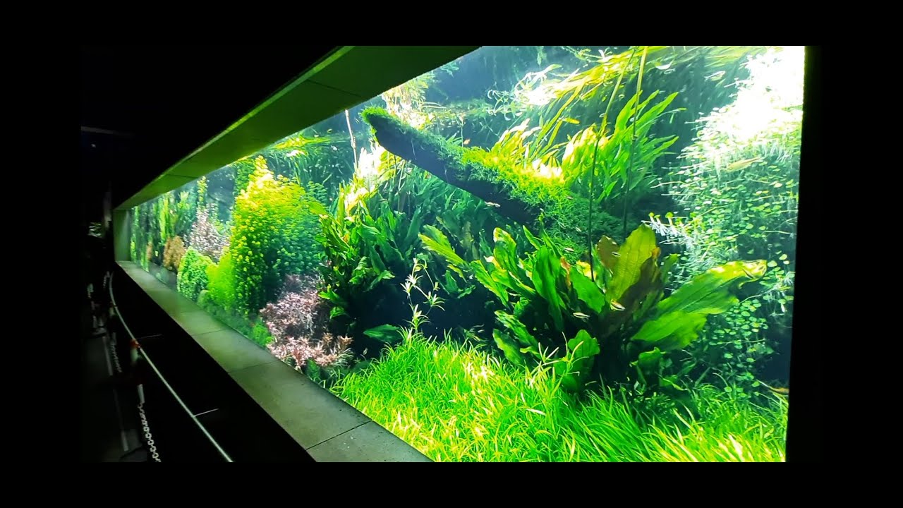 Amazonia - akwarium w warszawskim ZOO cz.1