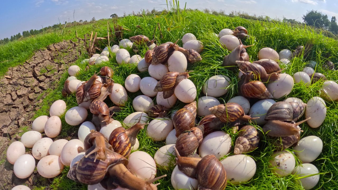 Harvesting Giant Snail Eggs in the Green Field