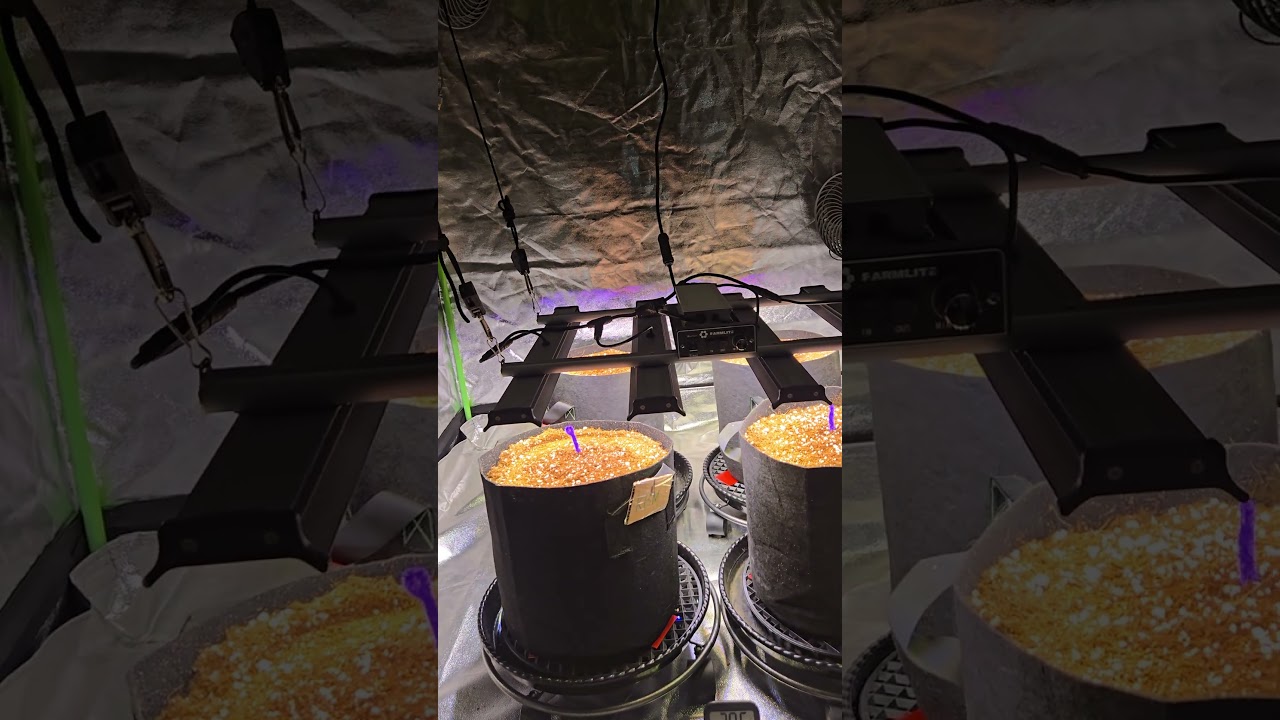 Growtent Day 1 Fall/Winter 2025-26 First Grow #northern #ontario #canada #420