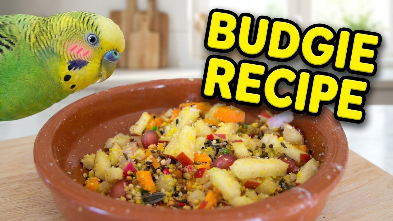 Soft Food #3 | Budgie Recipe