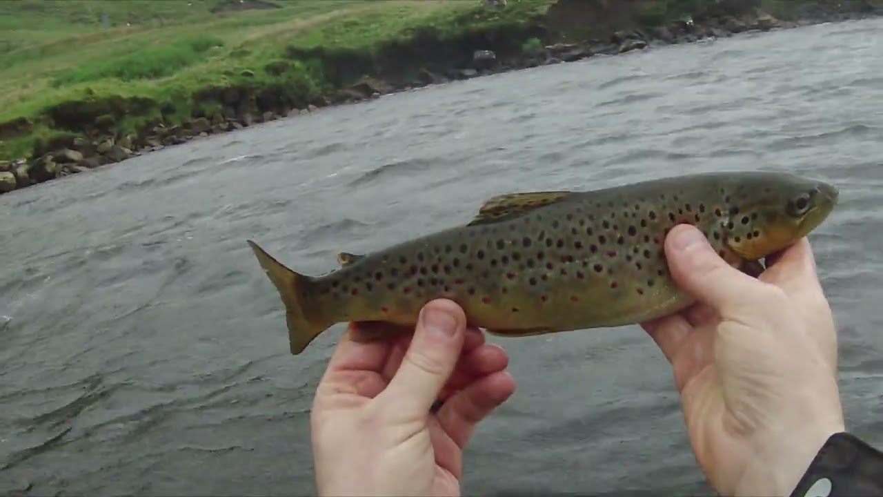 Wild brown trout fly fishing afloat Isle of Skye