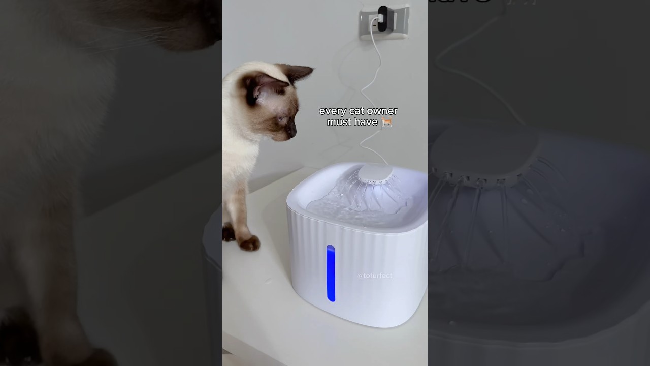 unbox my cat's new silent water fountain with me 💦 tofu the siamese cat #waterfountain #catshorts
