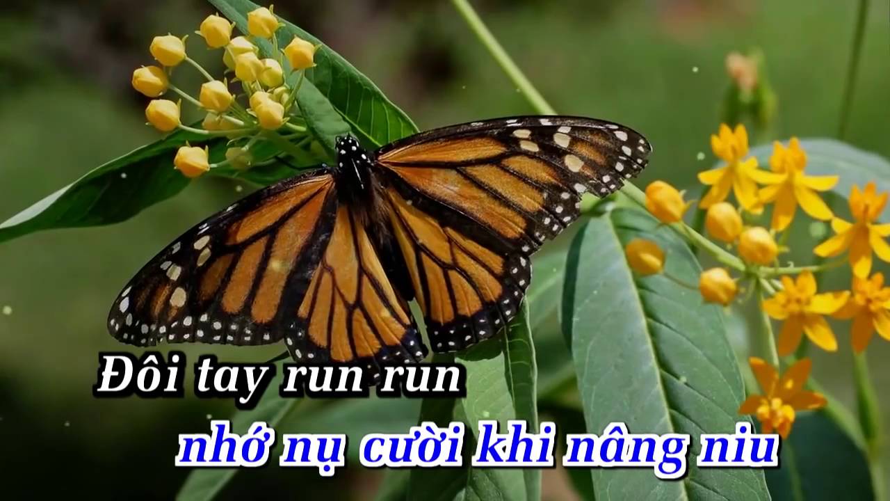 Đèn khuya Tuấn Vũ