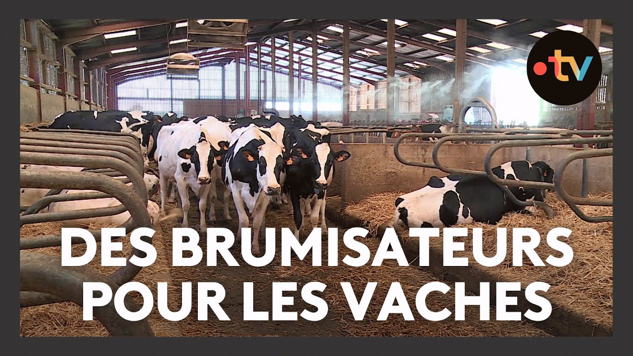 Cet éleveur a installé des brumisateurs pour ses vaches