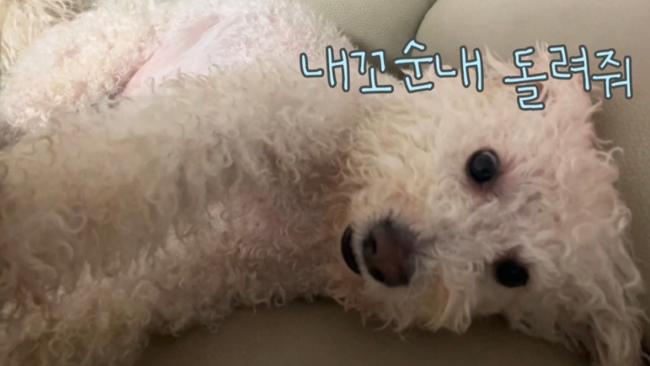 꼬순내 다 뺏긴 썰 푼다