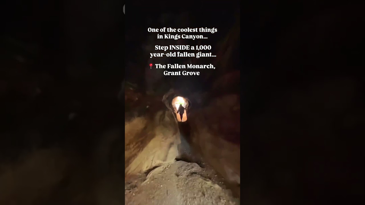 Walking Through a Fallen Sequoia Giant – Kings Canyon Magic 🌲 