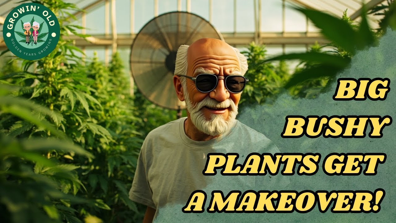 See My Giant Cannabis Plants Thriving in the Greenhouse!