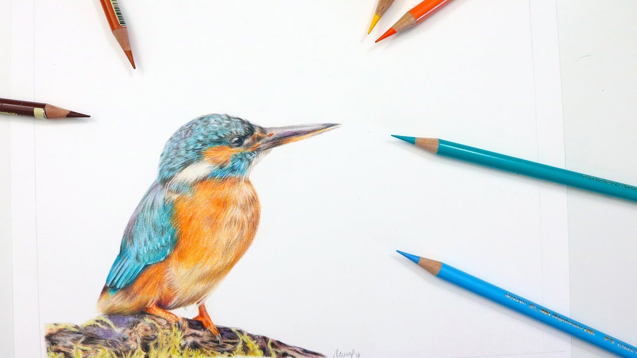 How To Draw a KINGFISHER | Colored Pencil Tutorial
