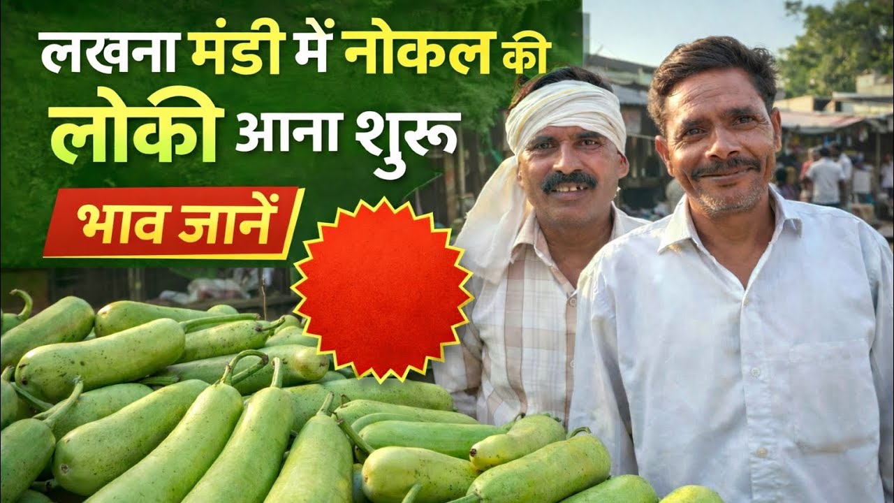 आज लखना मंडी में नोकल की लौकी के भाव चौकाने वाले ! जाने #विश्व