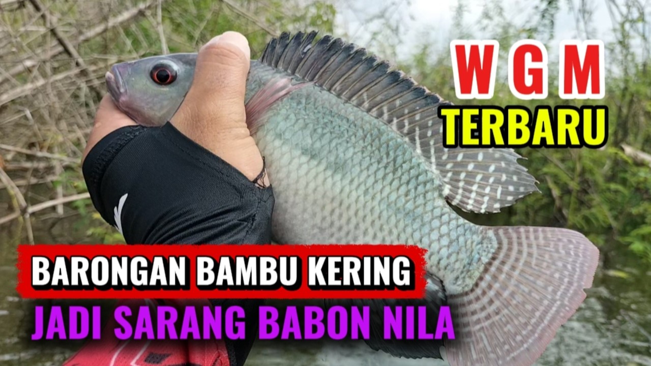 WGM Terbaru‼️Ternyata disini sarang nya nila babon❗