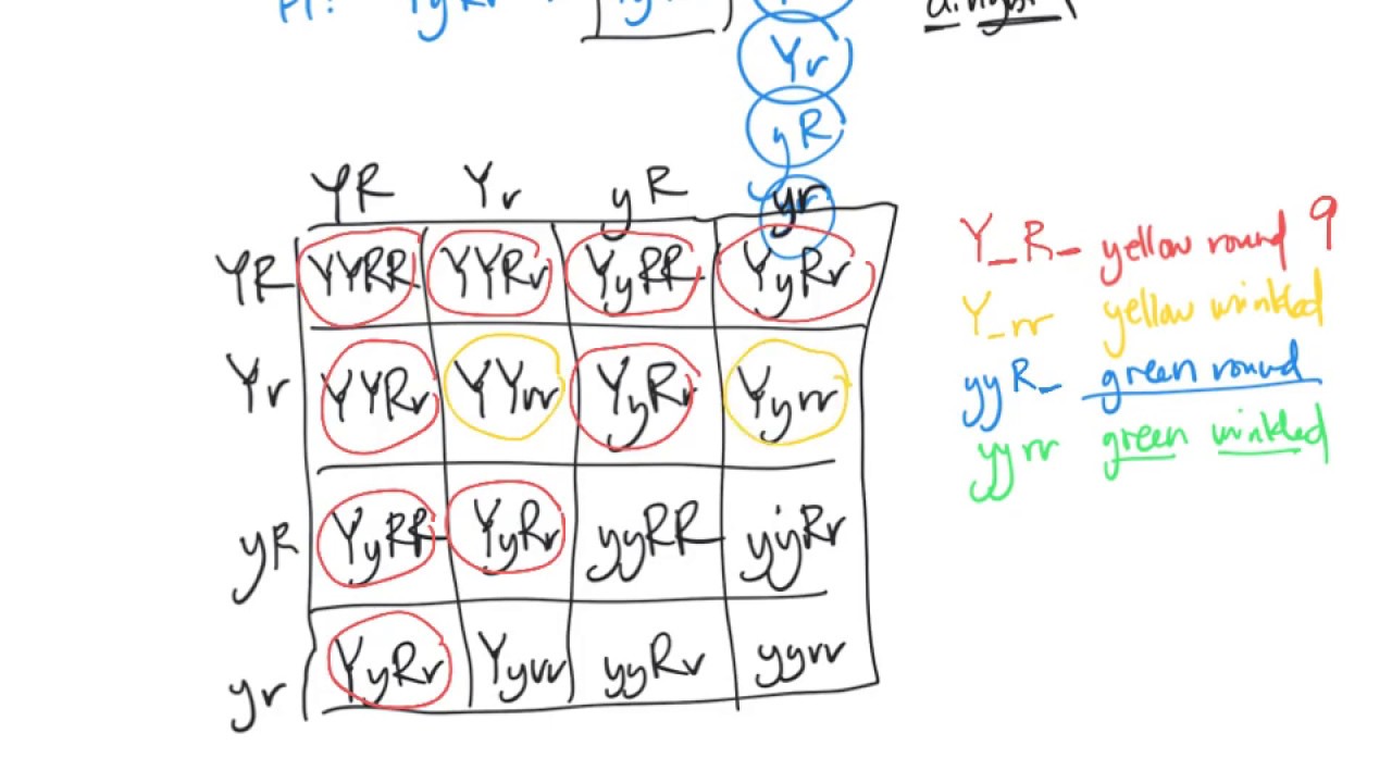Mendelian Genetics: Test cross + Dihybrid cross