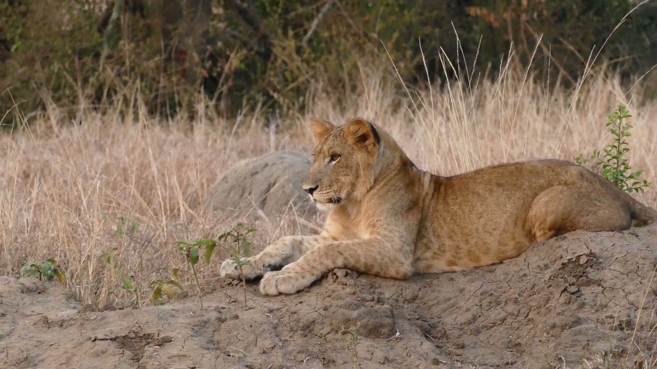 Lions adolescents #1