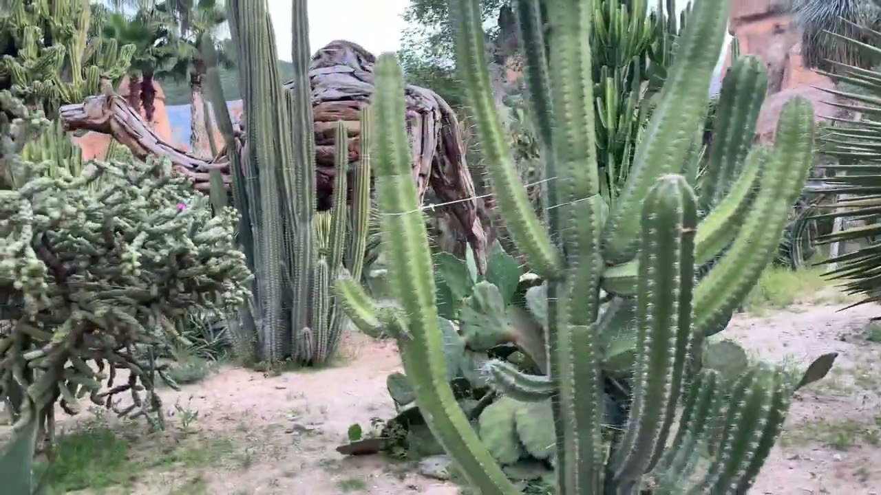 Kaktus Vietnam 🇻🇳