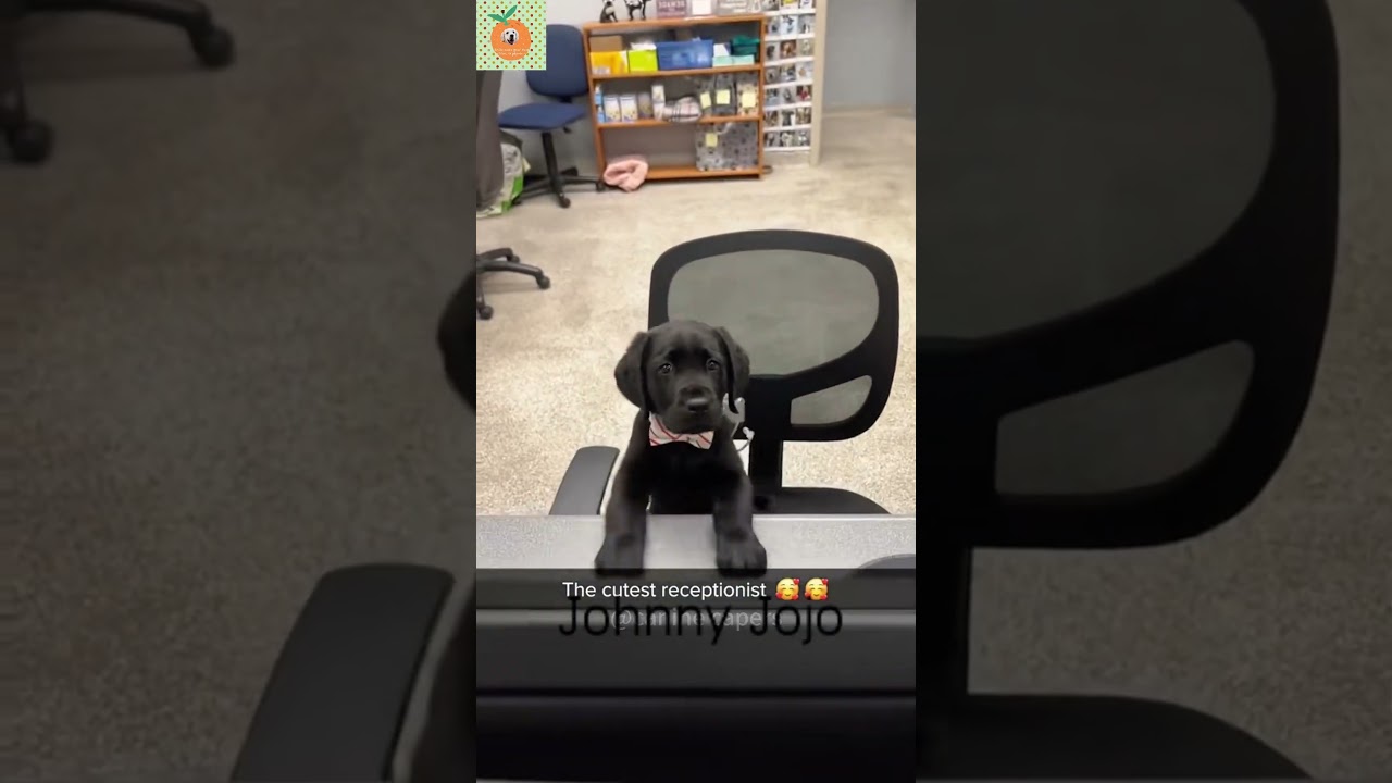 Dog&rsquo;s first day on the job #dogs #dogsoftiktok #funnyvideos #pets #do