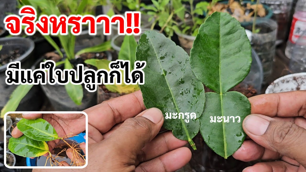 ไม่น่าเชื่อ!!ตกใจ!!มีแค่ใบก็ปลูกได้มะกรูดและมะนาว 10-14 วันก็มีราก ลองทำดูที่บ้านได้เลย