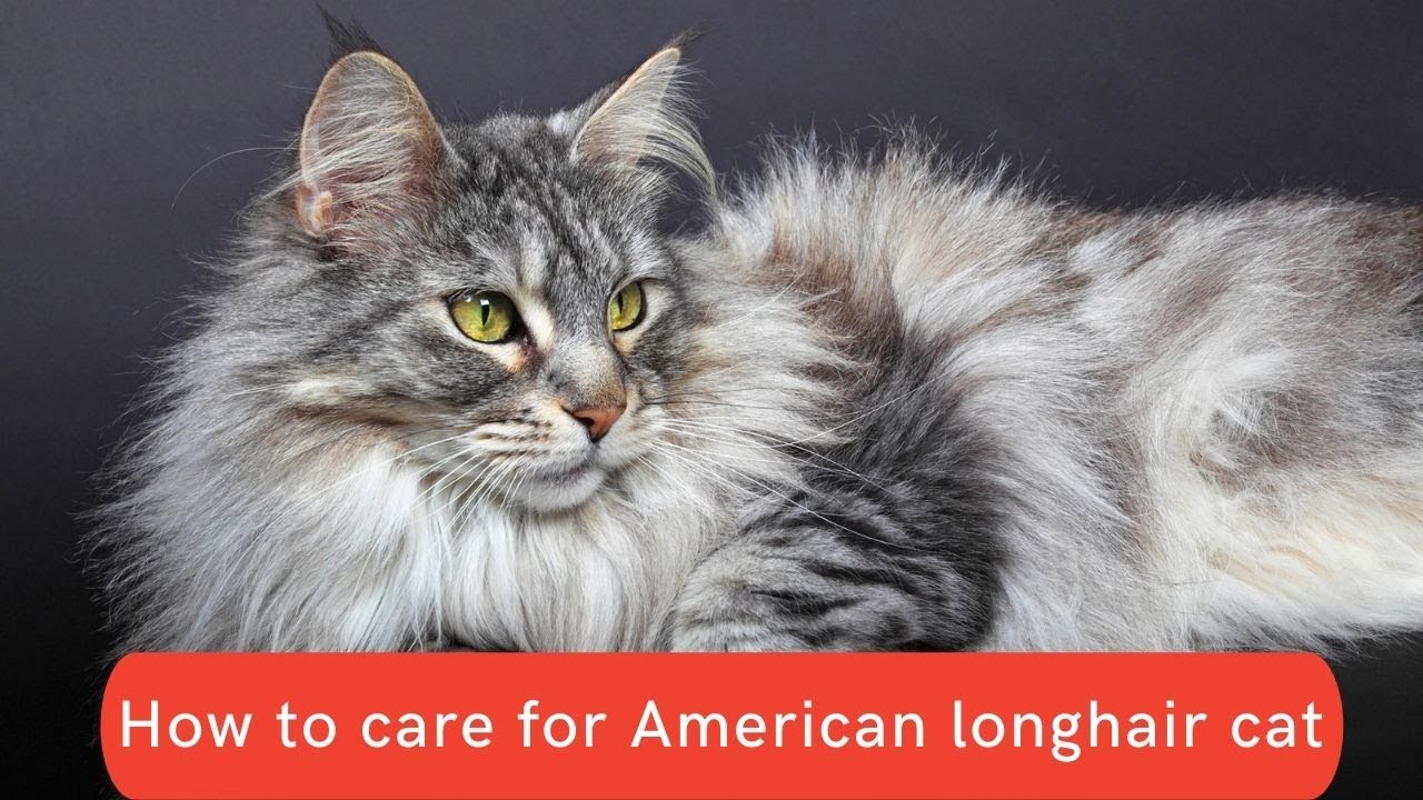 How to care for American longhair cat updated 2021