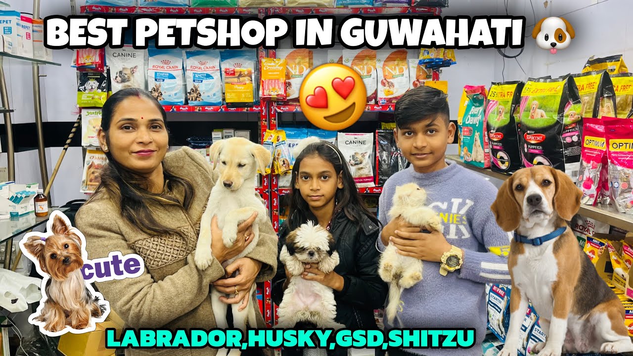 Best Petshop in Guwahati 🐶 | Labrador ,Husky,GSD,Shitzu etc😍