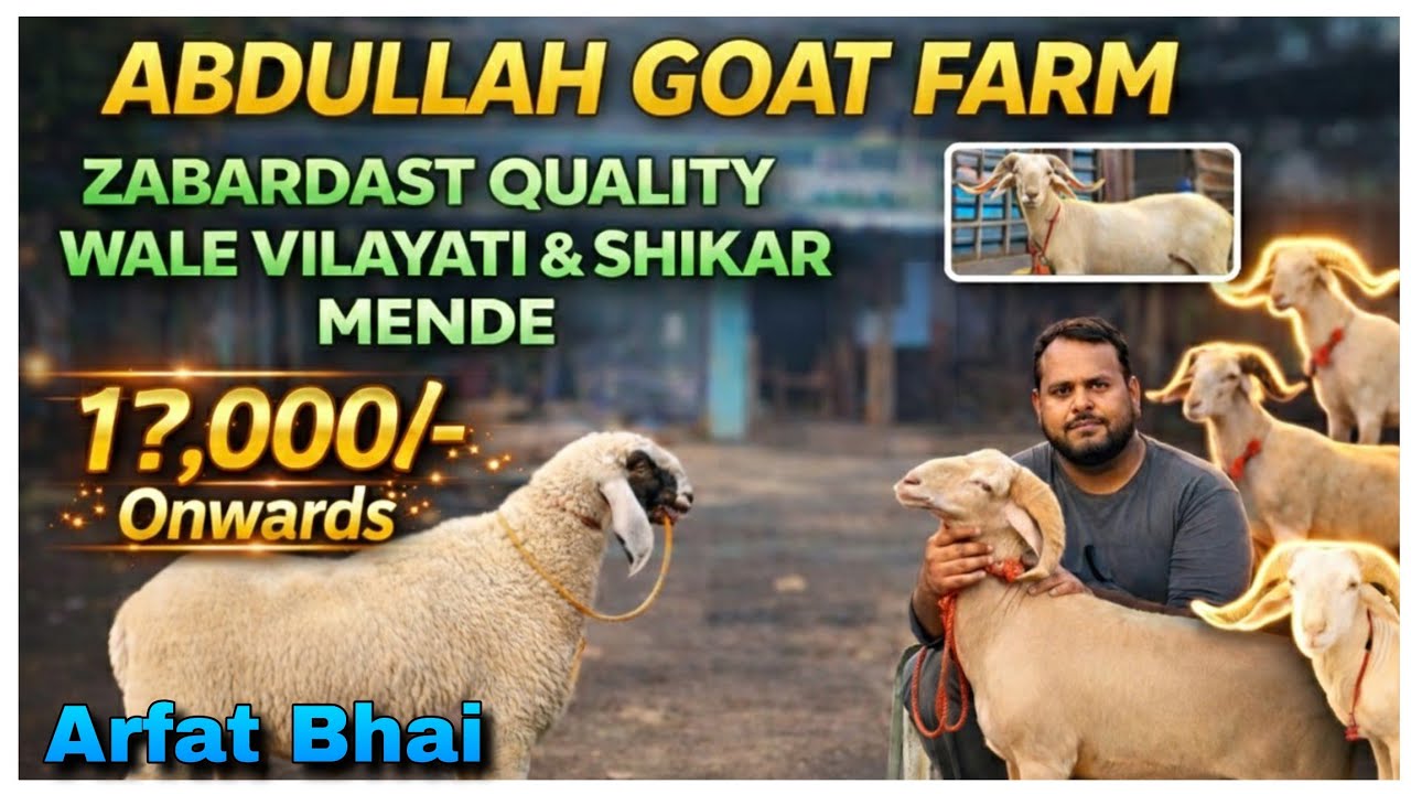 Zabardast Quality Wale Vilayati & Shikar Mende in Kalyan 