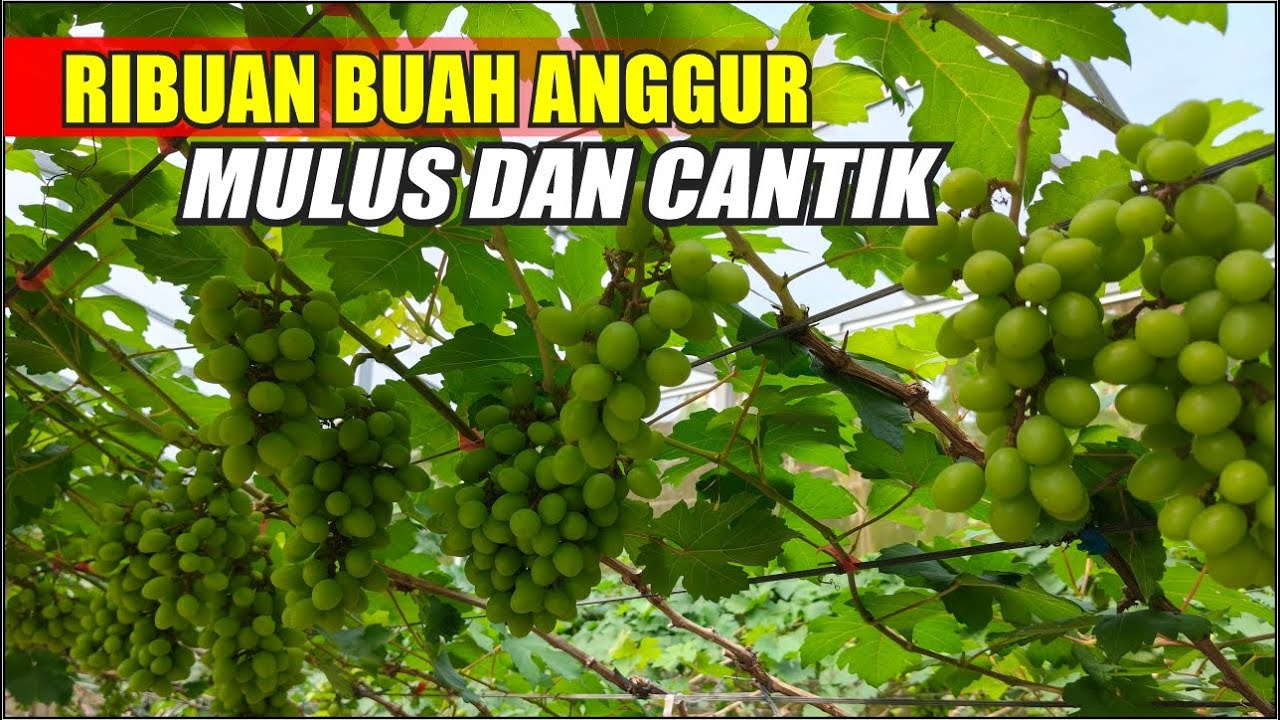 RIBUAN BUAH ANGGUR MULUS DAN CANTIK