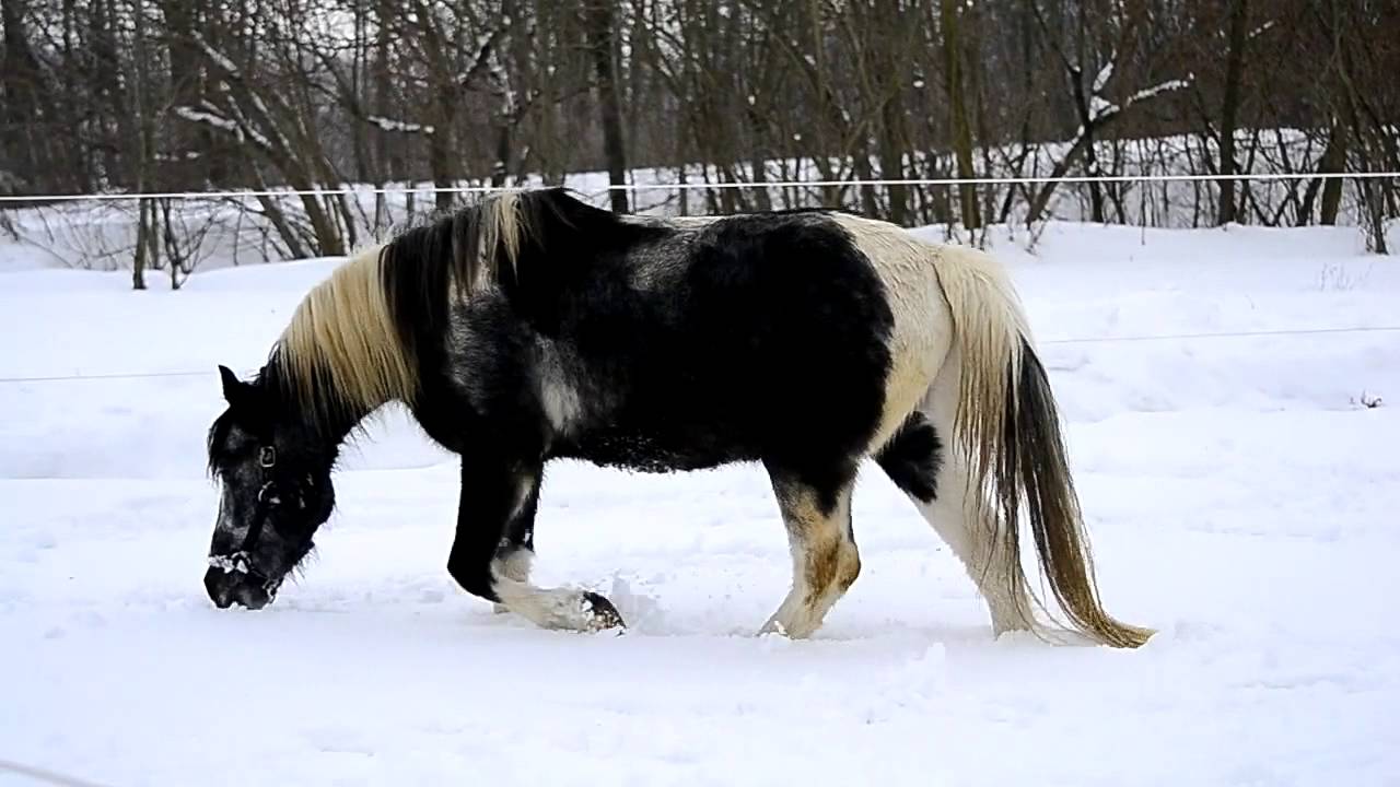 Horse playing in snow 2013