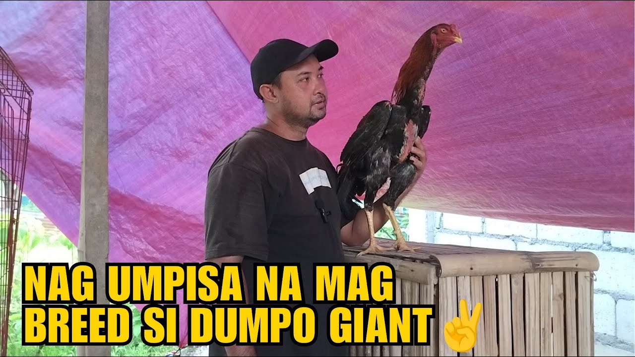 NAG UMPISA NA MAG BREED SI DUMPO GIANT!