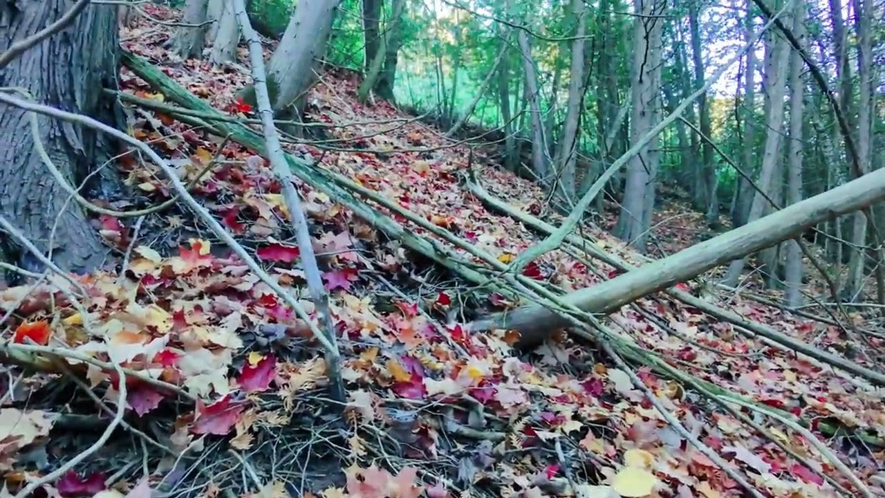 Autumn Stairs