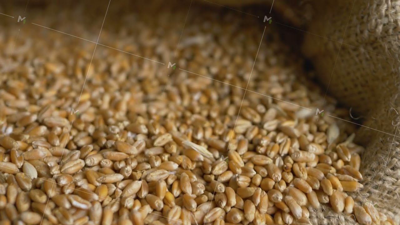 Golden color wheat on heap of raw grain in bindle bag or sack
