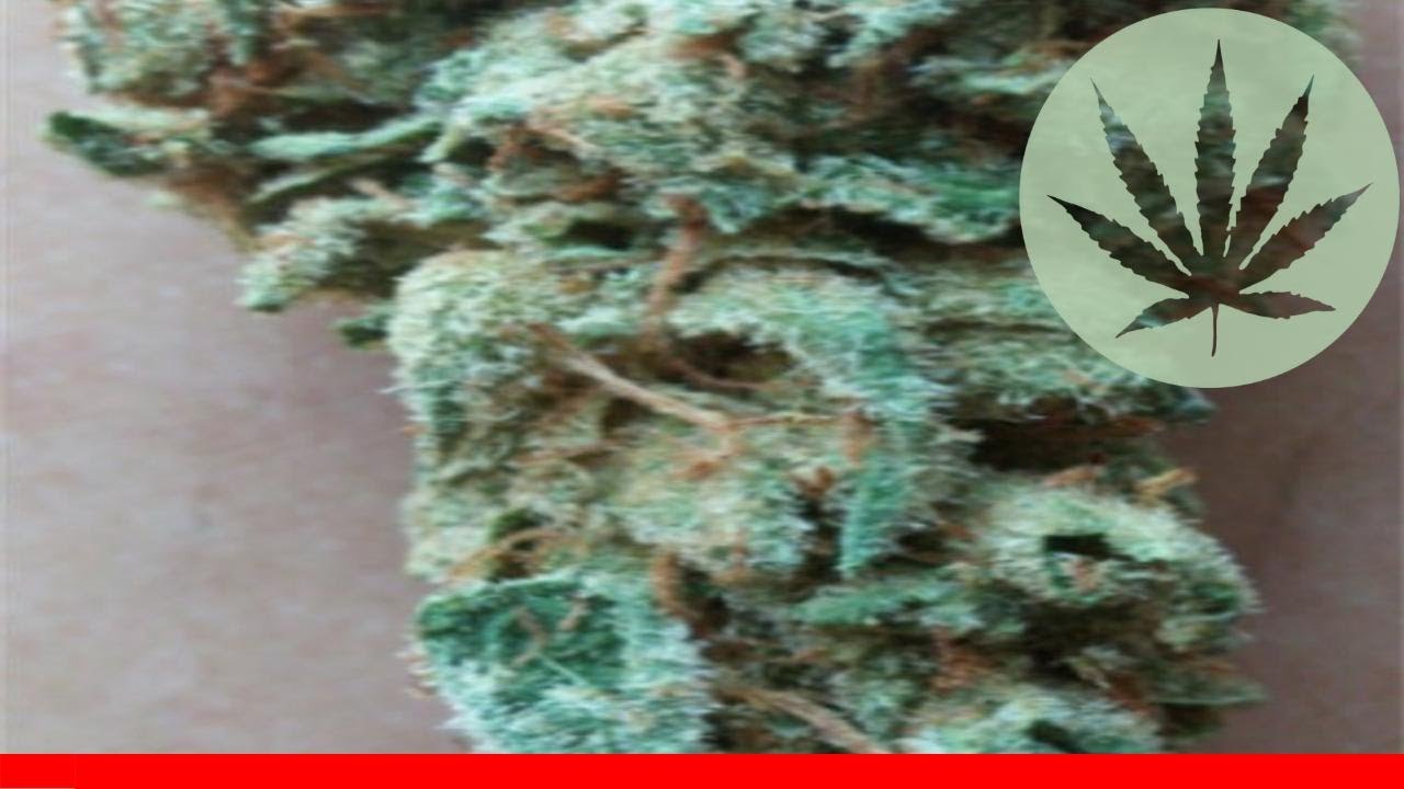 Saturn Og - All About This Strain