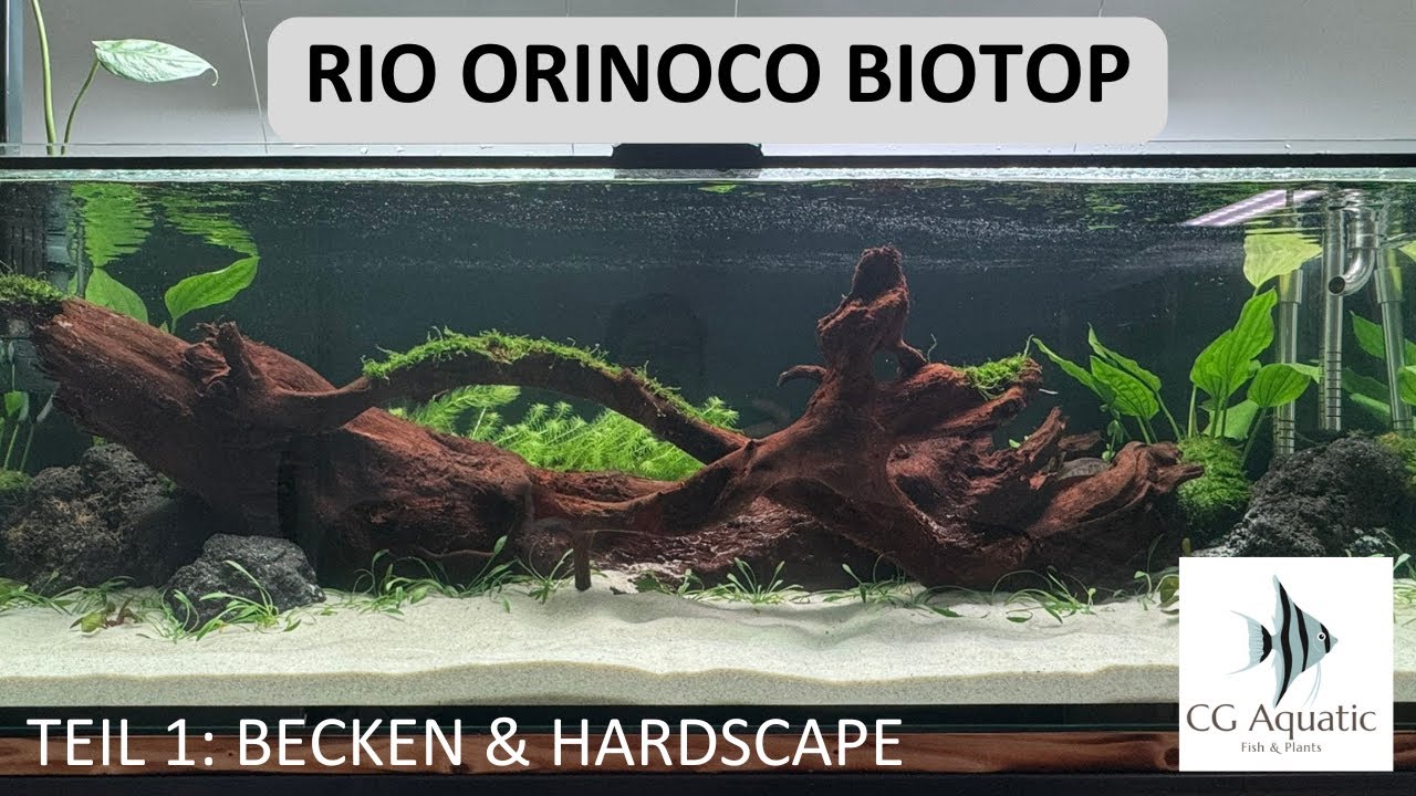 Rio Orinoco Biotop - Teil 1: Becken und Hardscape