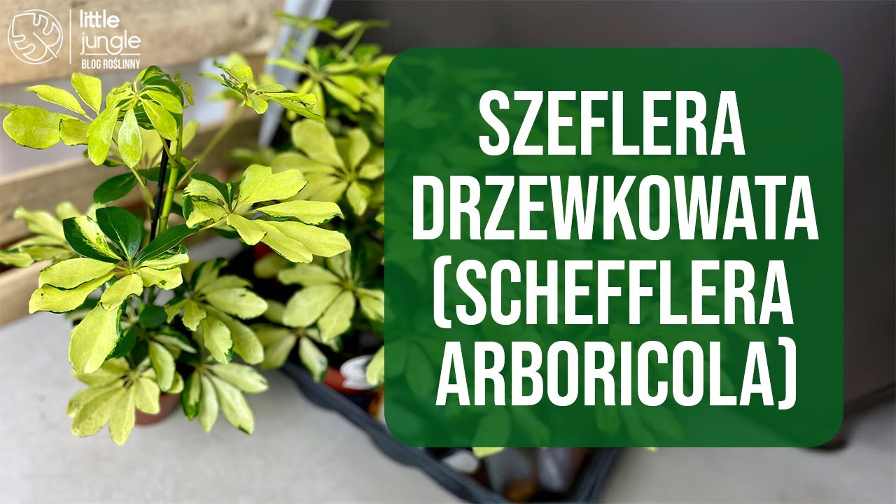 💚🪴👉Szeflera drzewkowata Schefflera arboricola. Zielony parasol👌💡