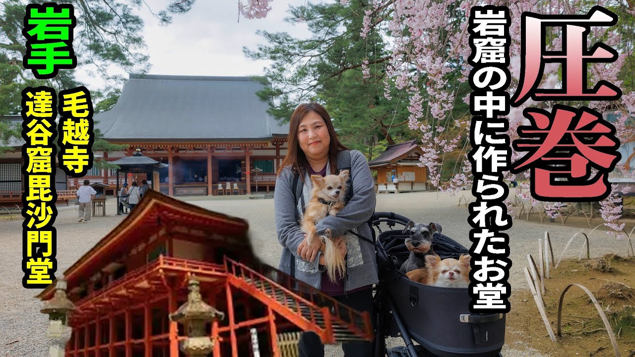 【世界遺産】アラフィフ夫婦と３わんで岩手車中泊旅 世界遺産平泉を散策！四寺回廊の毛越寺、中尊寺をめぐる！毛越寺の鐘の音に癒されました！【御朱印巡り】